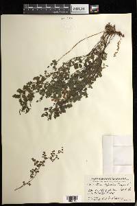 Adiantum capillus-veneris image