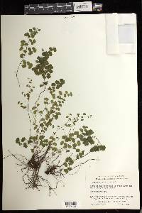 Adiantum jordanii image