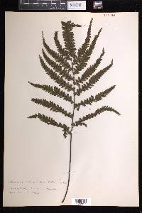 Adiantum melanoleucum image