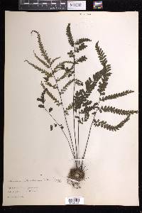 Adiantum melanoleucum image