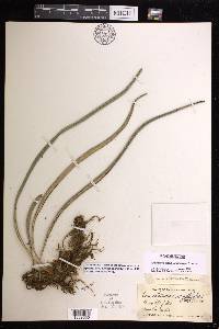 Ananthacorus angustifolius image