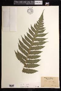 Lonchitis hirsuta image