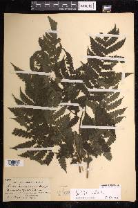 Lonchitis hirsuta image