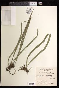 Ananthacorus angustifolius image