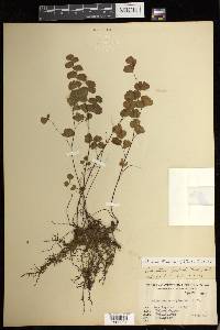 Adiantum jordanii image