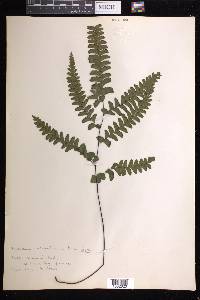 Adiantum melanoleucum image