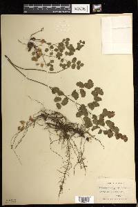 Adiantum jordanii image