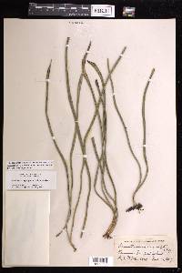 Ananthacorus angustifolius image