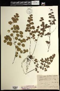 Adiantum jordanii image