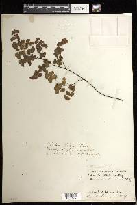 Adiantum jordanii image