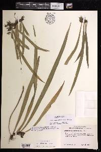 Ananthacorus angustifolius image