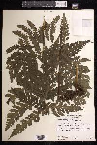 Lonchitis hirsuta image