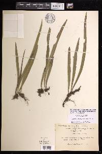 Ananthacorus angustifolius image