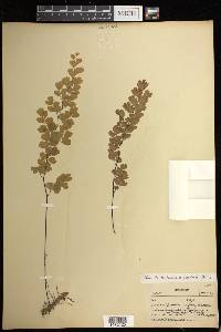 Adiantum capillus-veneris image