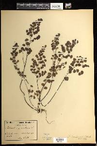 Adiantum jordanii image