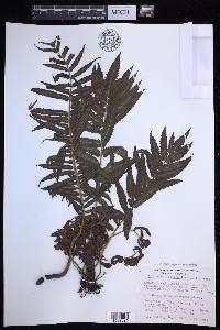 Menisciopsis cyatheoides image