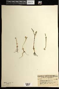 Botrychium lunaria image