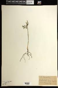 Botrychium lanceolatum image