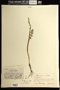 Botrychium minganense image