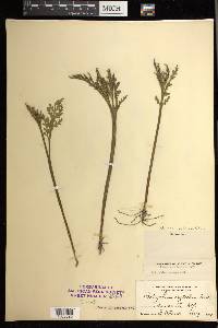 Botrychium matricariifolium image