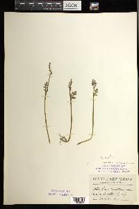 Botrychium matricariifolium image