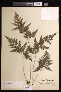 Anemia adiantifolia image