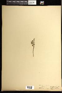 Botrychium lunaria image