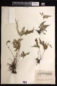 Anemia adiantifolia image