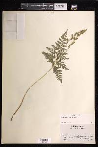 Anemia adiantifolia image