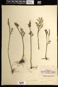 Botrychium matricariifolium image