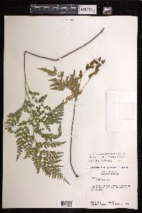 Anemia adiantifolia image