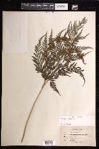 Anemia adiantifolia image