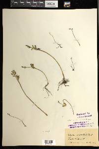 Botrychium matricariifolium image