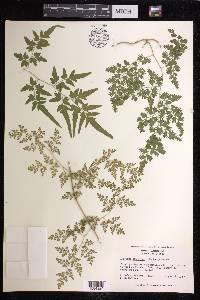 Lygodium japonicum image