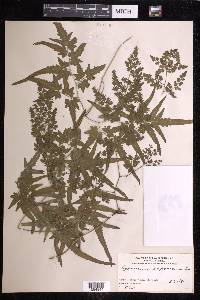 Lygodium japonicum image