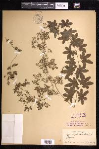 Lygodium palmatum image