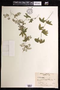 Lygodium palmatum image