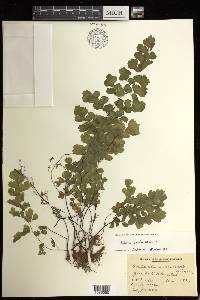 Adiantum capillus-veneris image