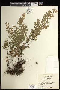 Adiantum capillus-veneris image