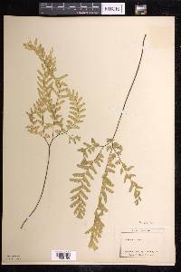 Adiantum aleuticum image