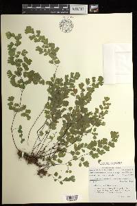 Adiantum capillus-veneris image