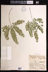 Adiantum aleuticum image