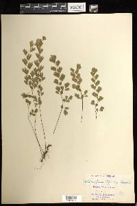 Adiantum capillus-veneris image