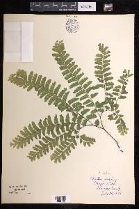 Adiantum aleuticum image