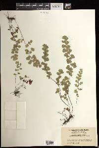 Adiantum capillus-veneris image