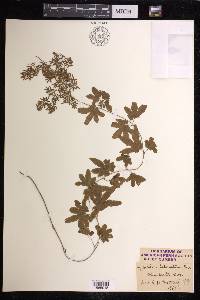 Lygodium palmatum image