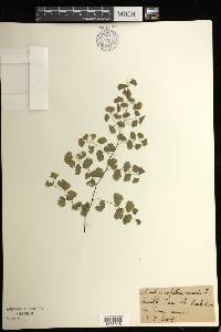 Adiantum capillus-veneris image