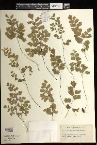 Adiantum capillus-veneris image