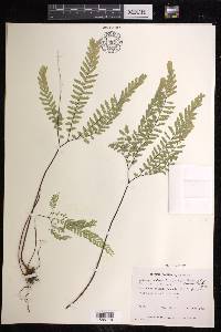 Adiantum aleuticum image