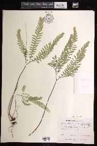 Adiantum aleuticum image